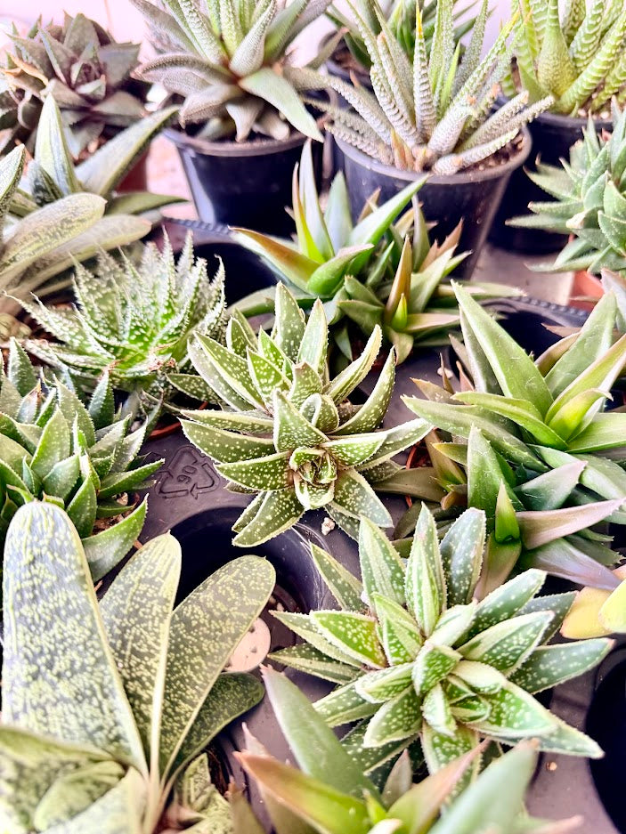 Larger Haworthia and clusters Selection to match planters or kits purchased
