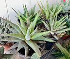 Larger Haworthia and clusters Selection to match planters or kits purchased