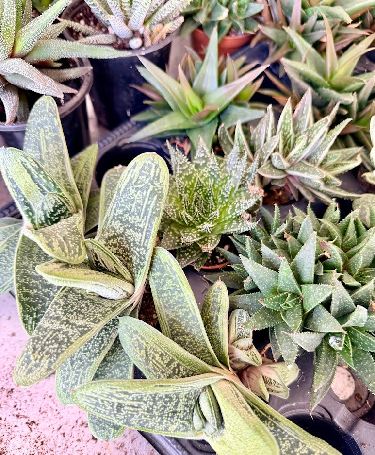 Larger Haworthia and clusters Selection to match planters or kits purchased