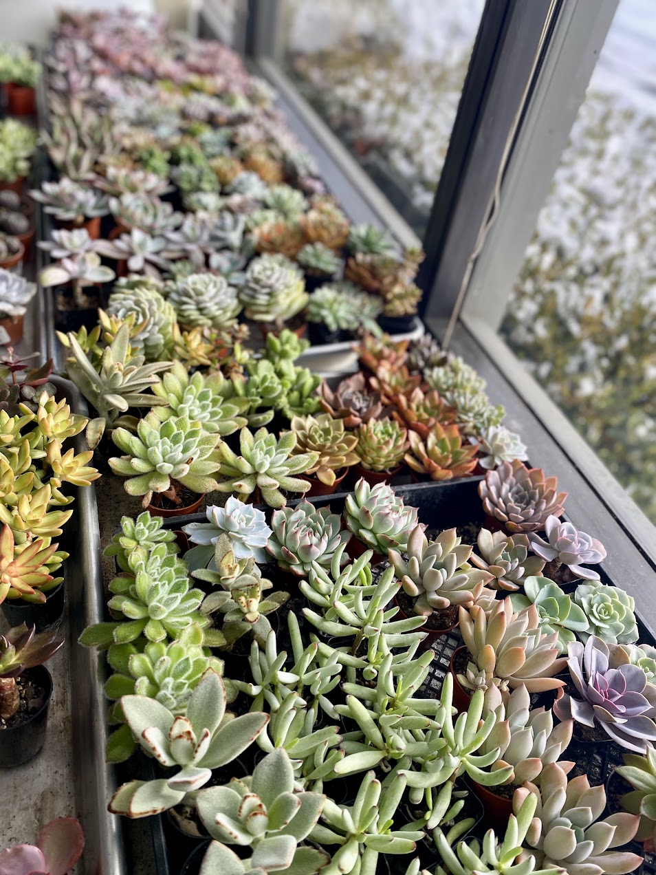 Cement Rock Planter for Succulents – DIY Kit Options - Drainage