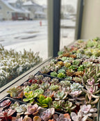 hundreds of healthy colorful echeveria succulents in a window with snow outside