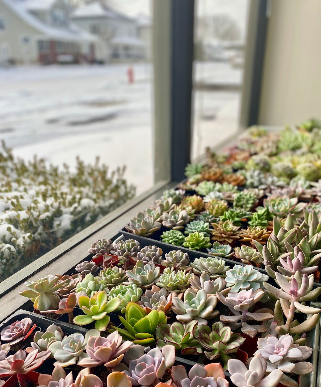 hundreds of healthy colorful echeveria succulents in a window with snow outside