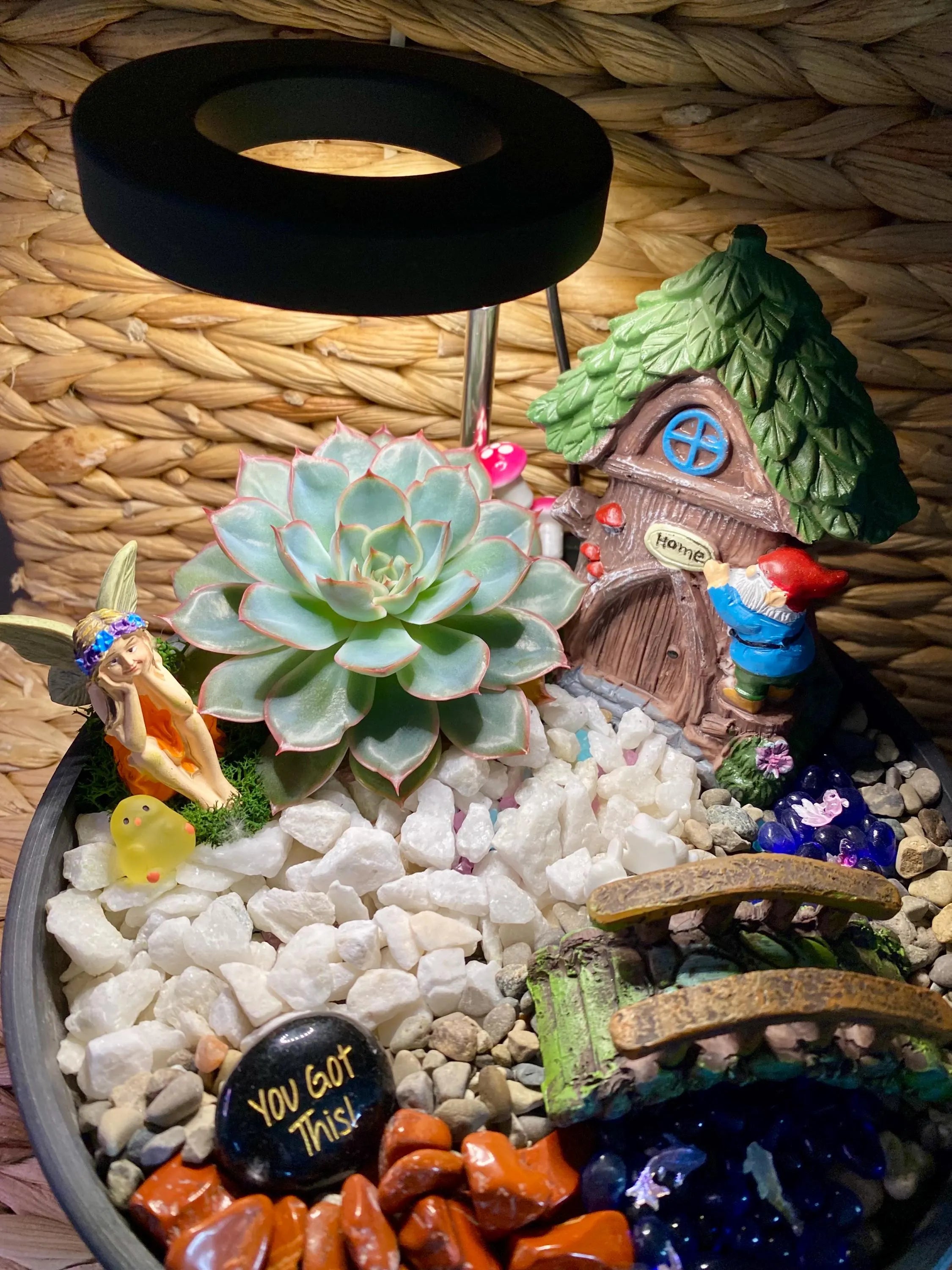 Fairy garden with a succulent, small house, and gnome on a woven surface. A black grow light is supporting the echeveria succulent