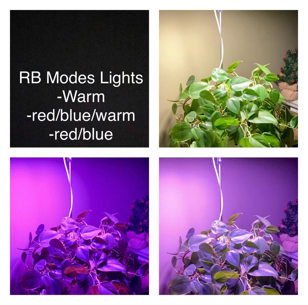 Collage of a plant under different light modes with text indicating 'RB Modes Lights' and color options. Modes are warm, red/blue/warm, and red/blue