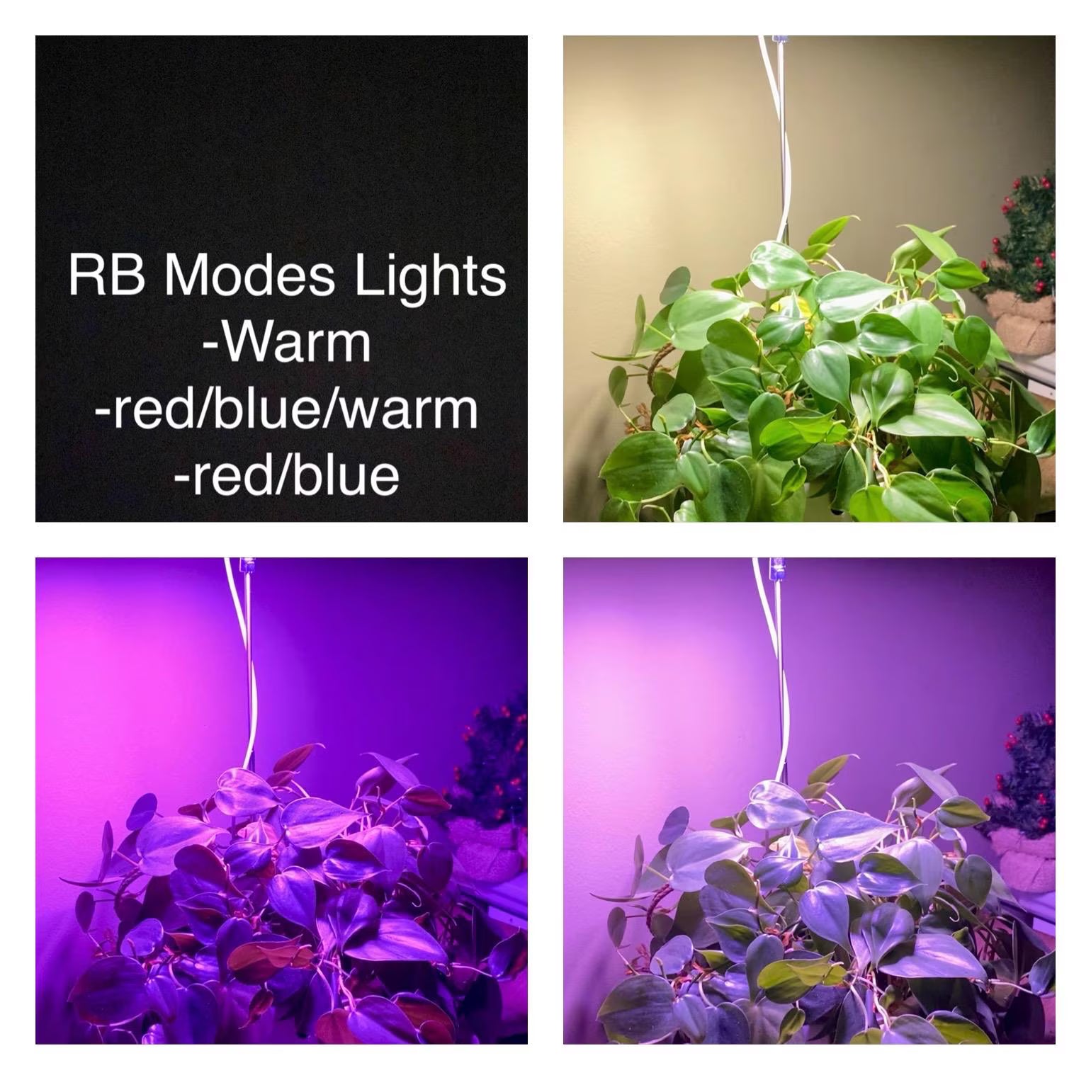 Collage of a plant under different light modes with text indicating 'RB Modes Lights' and color options. Modes are warm, red/blue/warm, and red/blue
