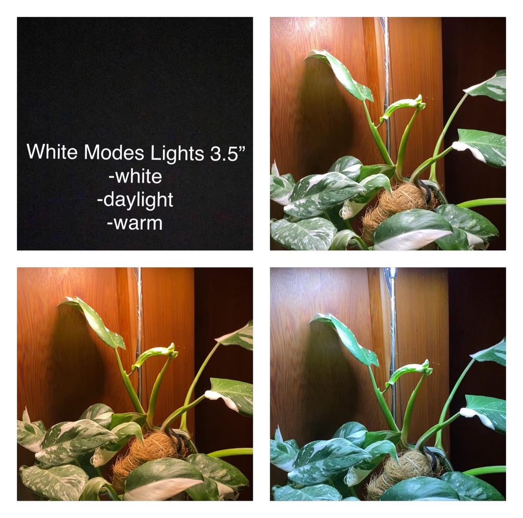 Collage of a plant under different light settings labeled 'White Modes Lights 3.5' with text indicating 'white', 'daylight', and 'warm'.