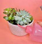Various Colors Direct Squeeze Plant Water Bottles – 8oz / 16oz