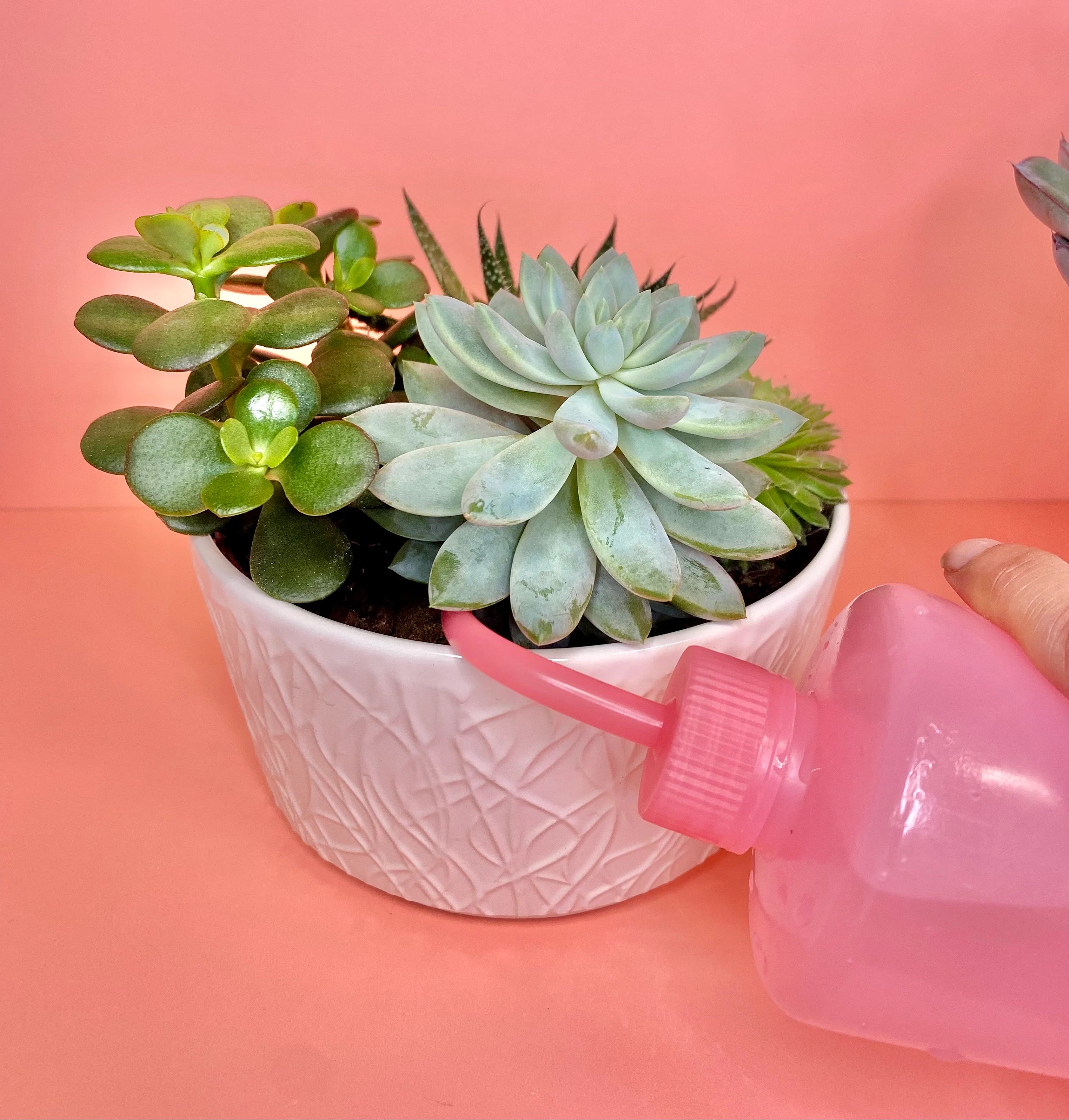 Various Colors Direct Squeeze Plant Water Bottles – 8oz / 16oz