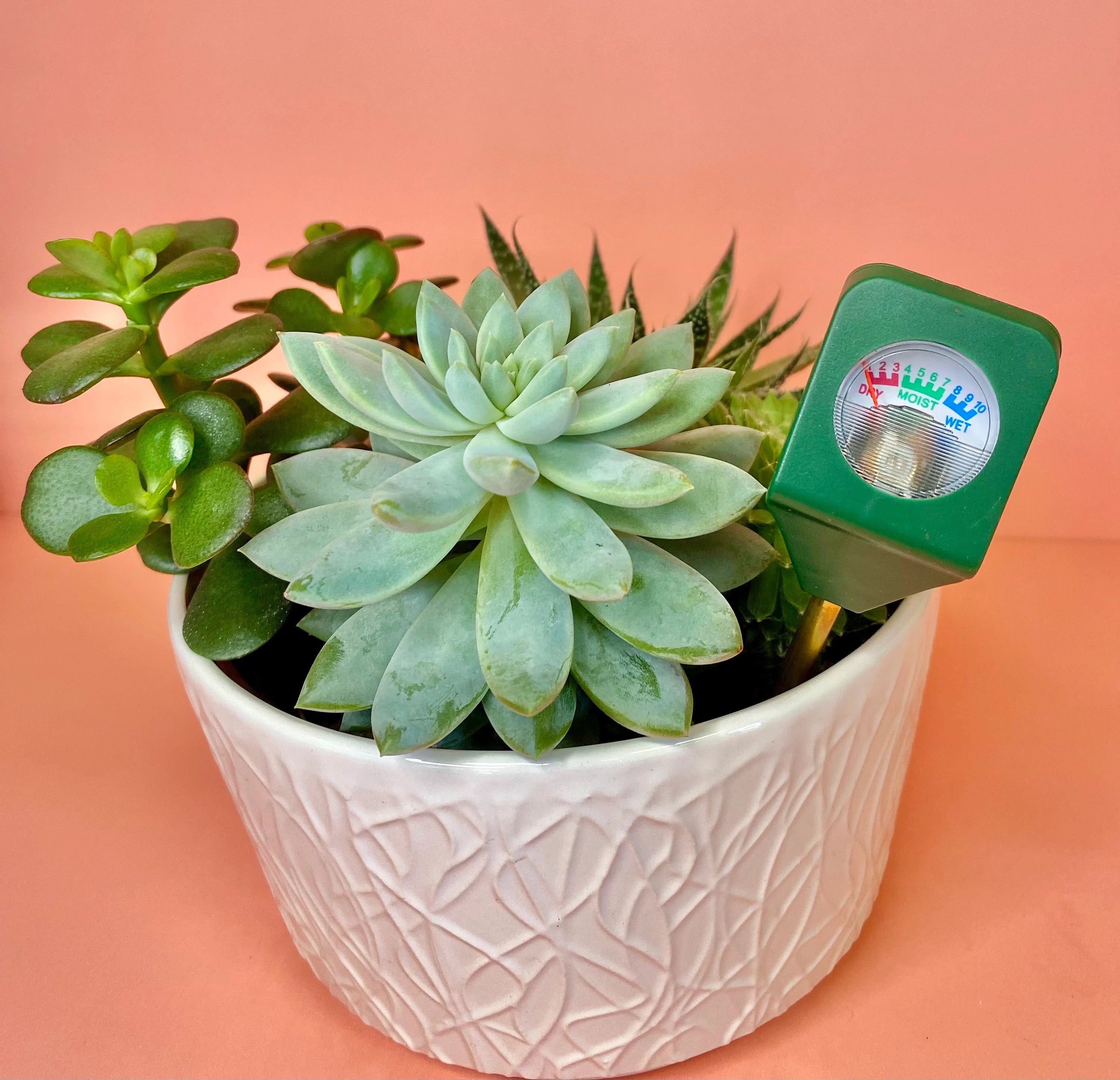 Mini Soil Moisture Meter - Shallow Pots - Succulent Life Saver!