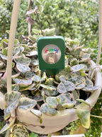 Mini Soil Moisture Meter - Shallow Pots - Succulent Life Saver!