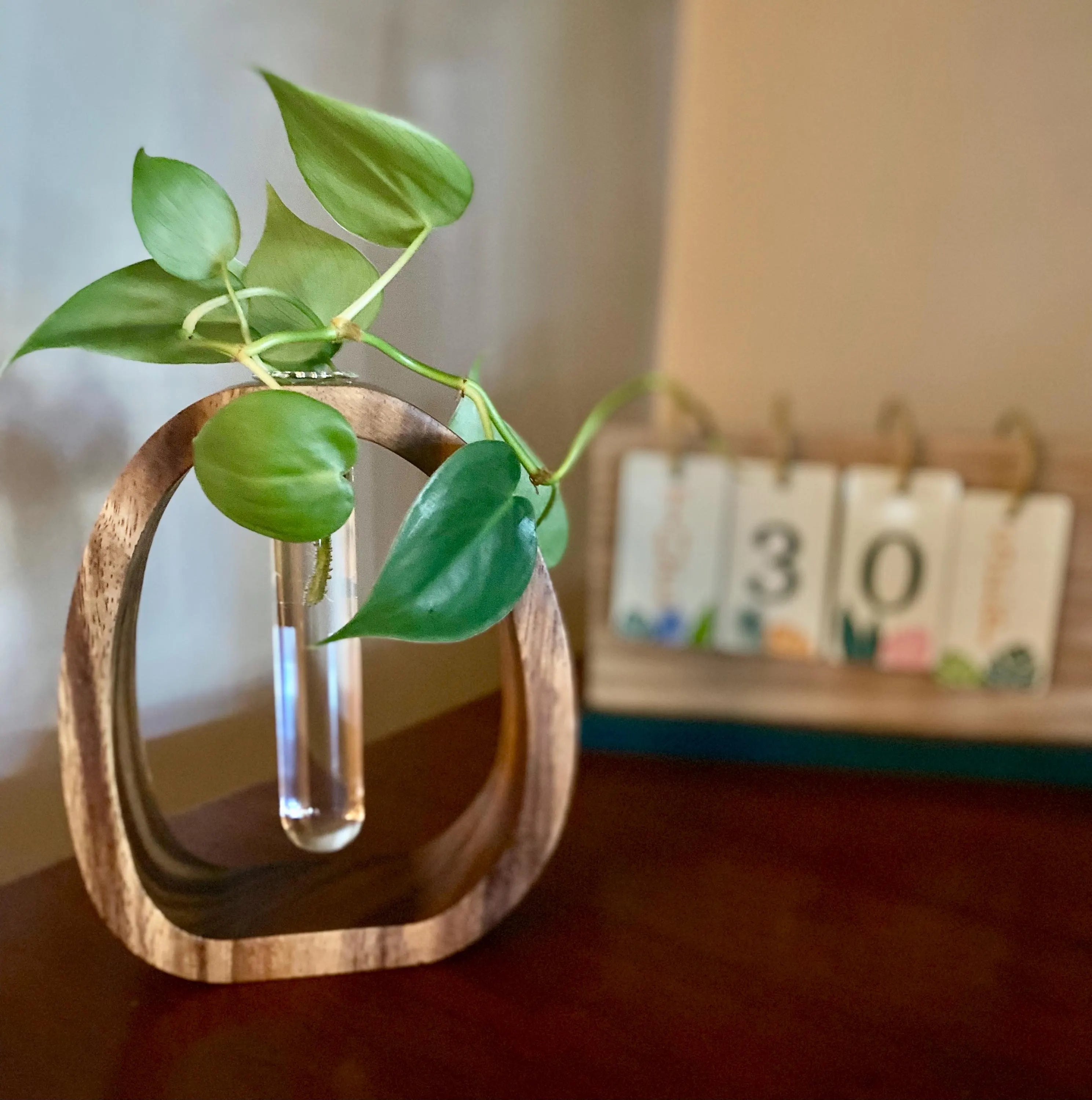 Minimalist Plant Propagation Vase with easy fill bottle – Walnut Wood