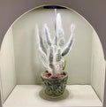 Large Potted cactus plant in a decorative pot on a shelf with a green background. Cactus has a large ring grow light on it.