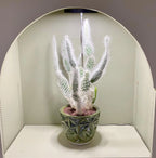 Large Potted cactus plant in a decorative pot on a shelf with a green background. Cactus has a large ring grow light on it.