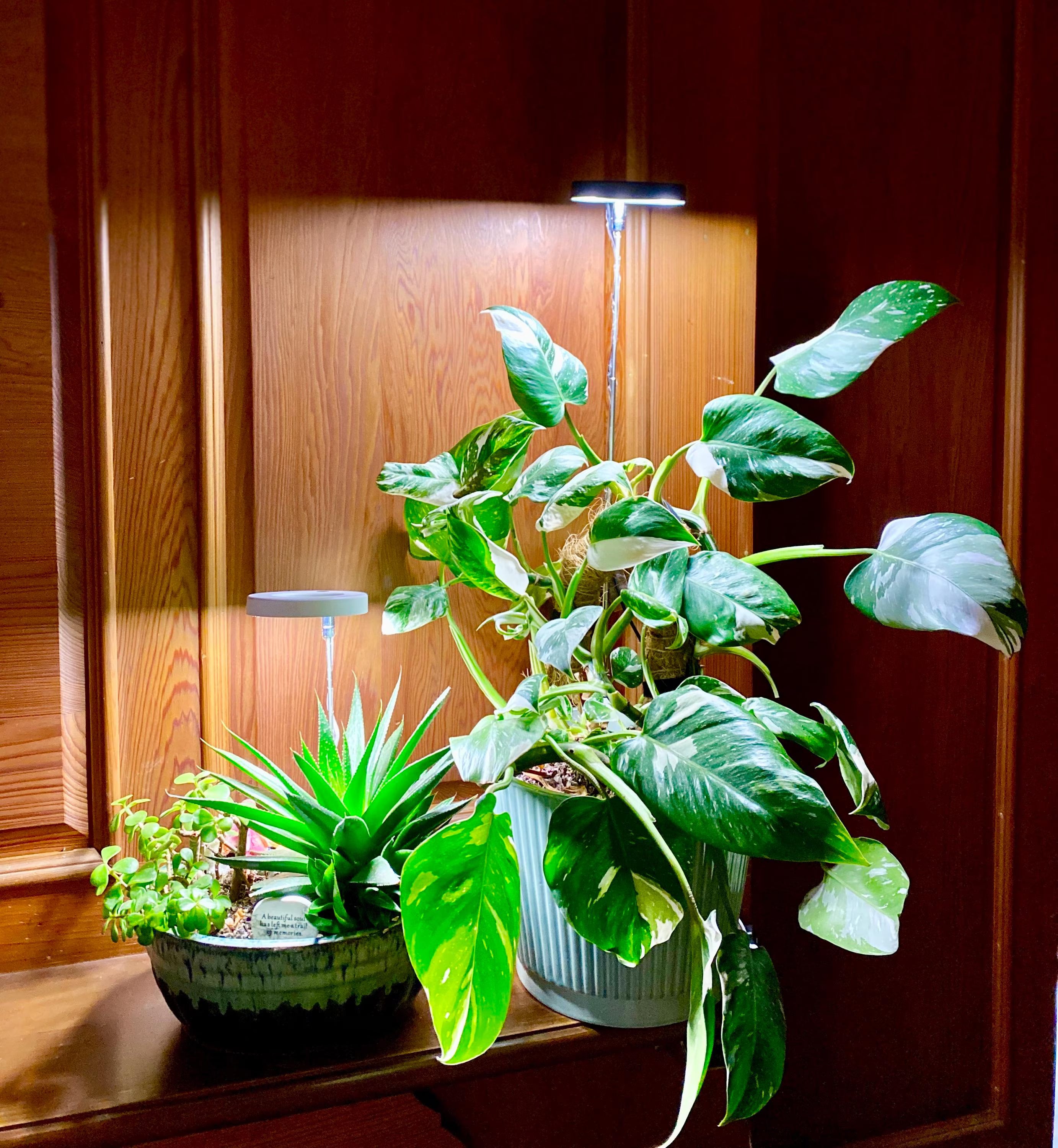 Plants under a bright grow light sitting on a wood fireplace mantle