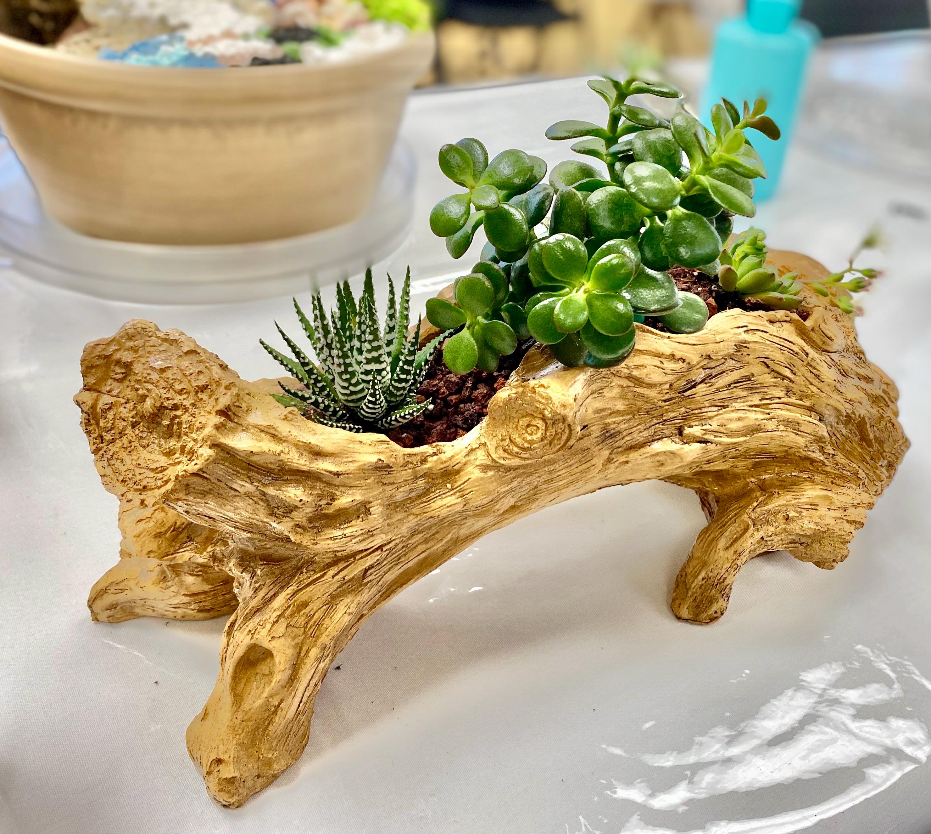 Colorful handcrafted succulent arrangement featuring haworthia zebra plant and Crassula Mini Jade displayed in a rustic driftwood-style planter —eye-catching indoor plant decor, artisan succulent centerpiece for home or office