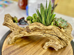 Artisan succulent planter featuring haworthia zebra cactus, echeveria, and mixed succulents arranged in a rustic driftwood-style container with a charming miniature bear figurine—unique indoor plant decor, nature-inspired succulent centerpiece, handcrafted home or office decoration