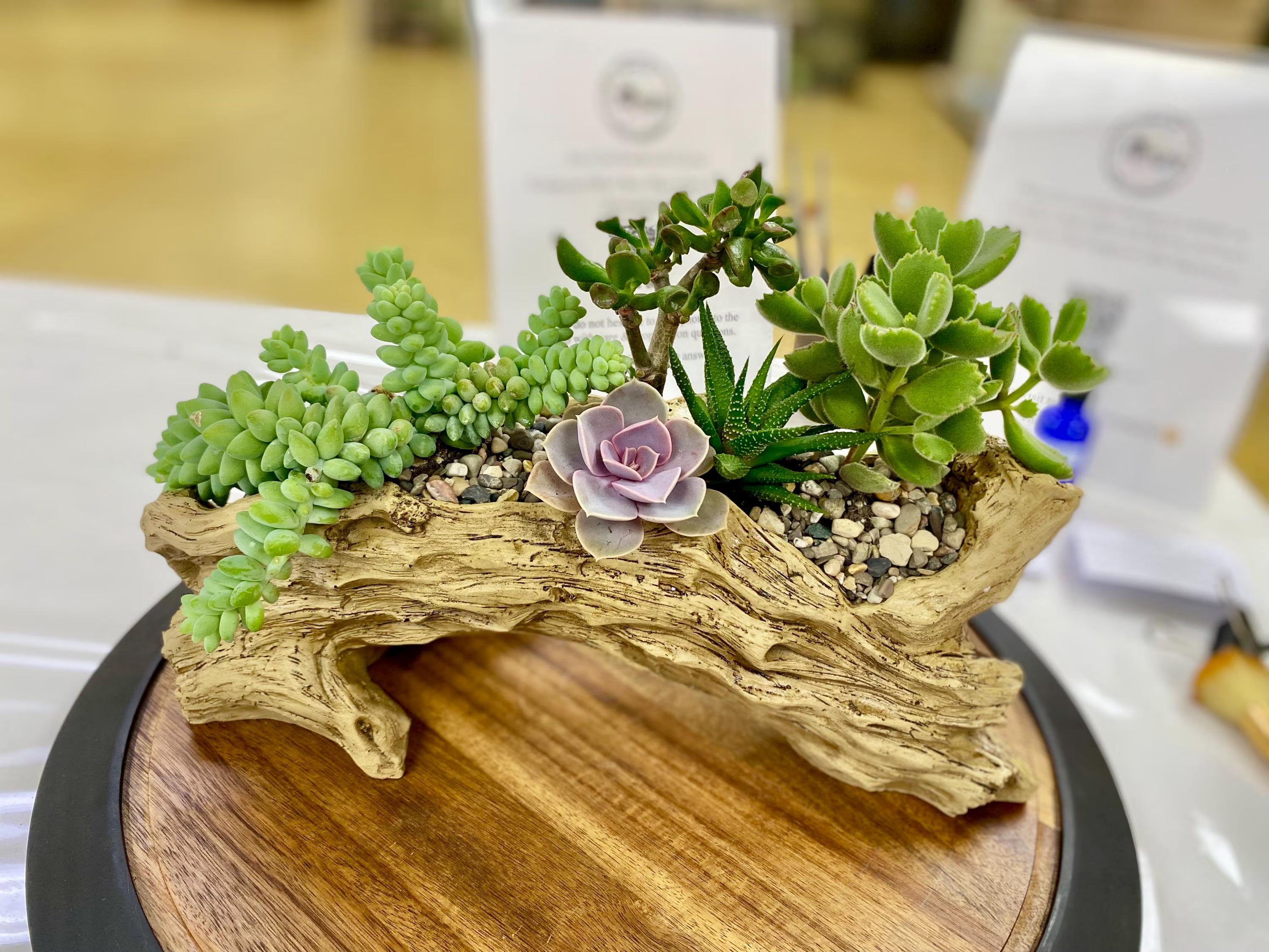 Handcrafted succulent arrangement featuring mixed green and pastel succulents, including echeveria and trailing sedum, planted in a natural driftwood-style planter on a wooden base—modern indoor plant decor, minimalist succulent centerpiece, eco-friendly home or office decoration.