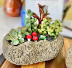 DIY Kit Cement Rock Planter for Succulents – shallow pot with Drainage