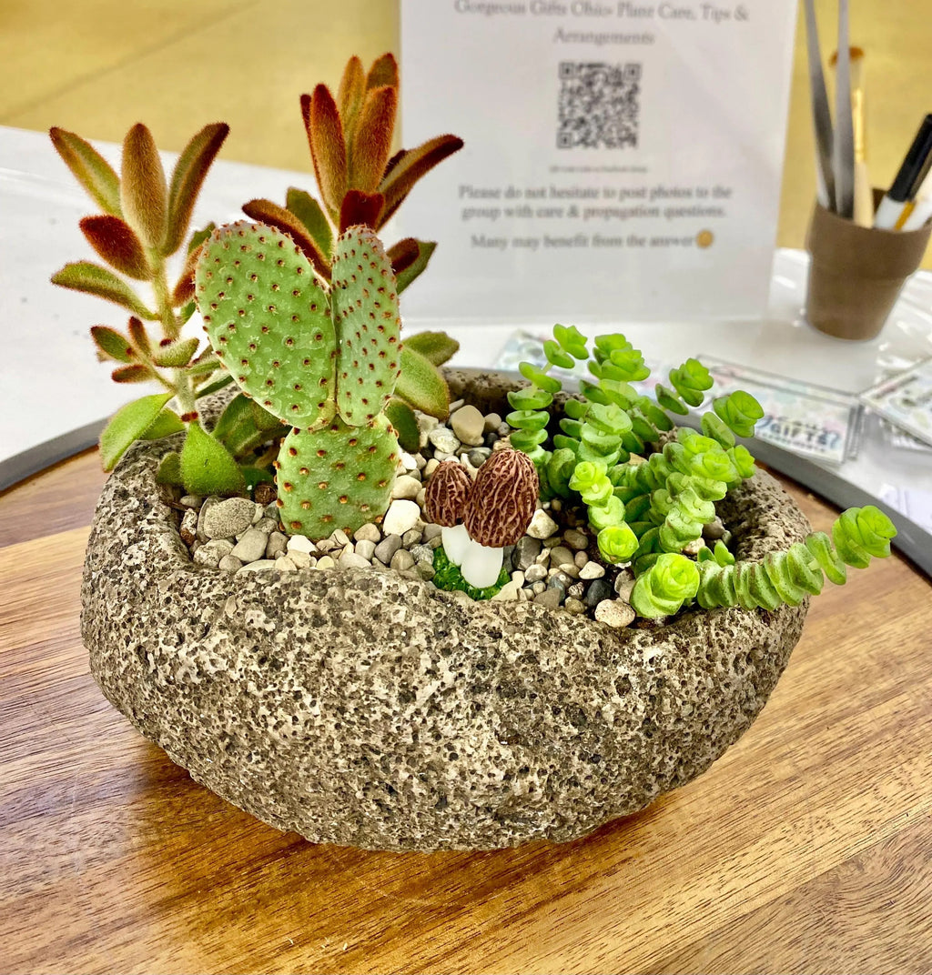 3/4 full planter with 3 standard sized plants and a morel mushroom on the open rock area