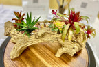 Colorful handcrafted succulent arrangement featuring haworthia zebra plant, echeveria rosette, and vibrant red-green succulents displayed in a rustic driftwood-style planter with miniature owl figurines—eye-catching indoor plant decor, artisan succulent centerpiece for home or office