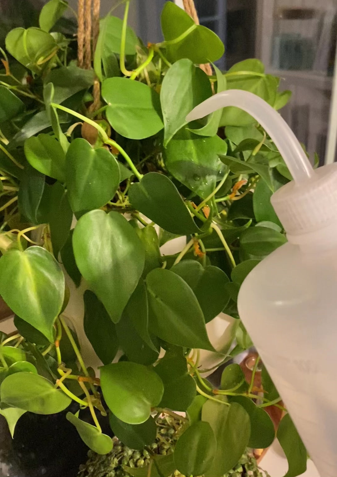 Various Colors Direct Squeeze Plant Water Bottles – 8oz / 16oz