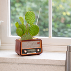 Small potted cactus in a vintage-style radio on a windowsill