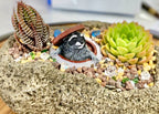 Rock pot 1/2" full of plants with 1 plant on either side of the planter and a racoon coming out of a manhole in the center