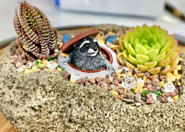 Whimsical raccoon figurine emerging from a manhole cover integrated into a succulent planter with colorful decorative rocks and pebbles – unique fun decorative plant gift for animal lovers
