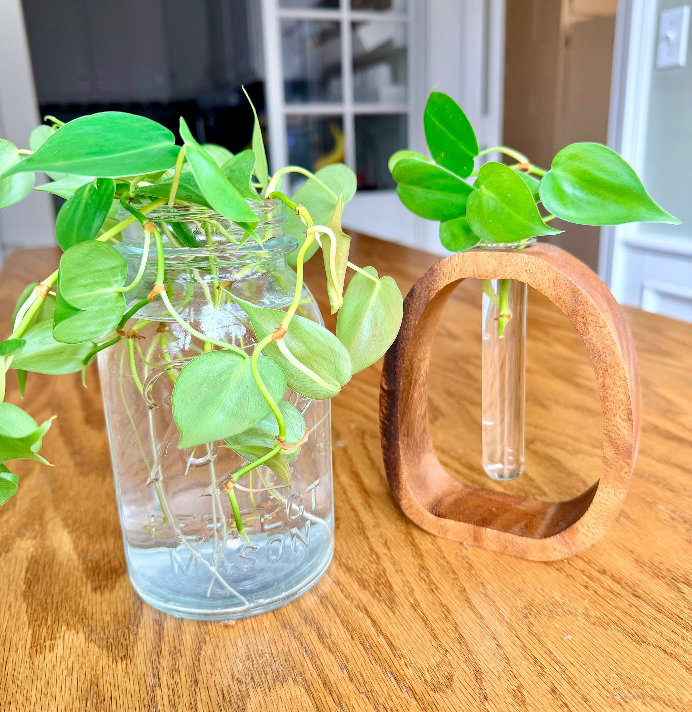 Minimalist Plant Propagation Vase with easy fill bottle – Walnut Wood