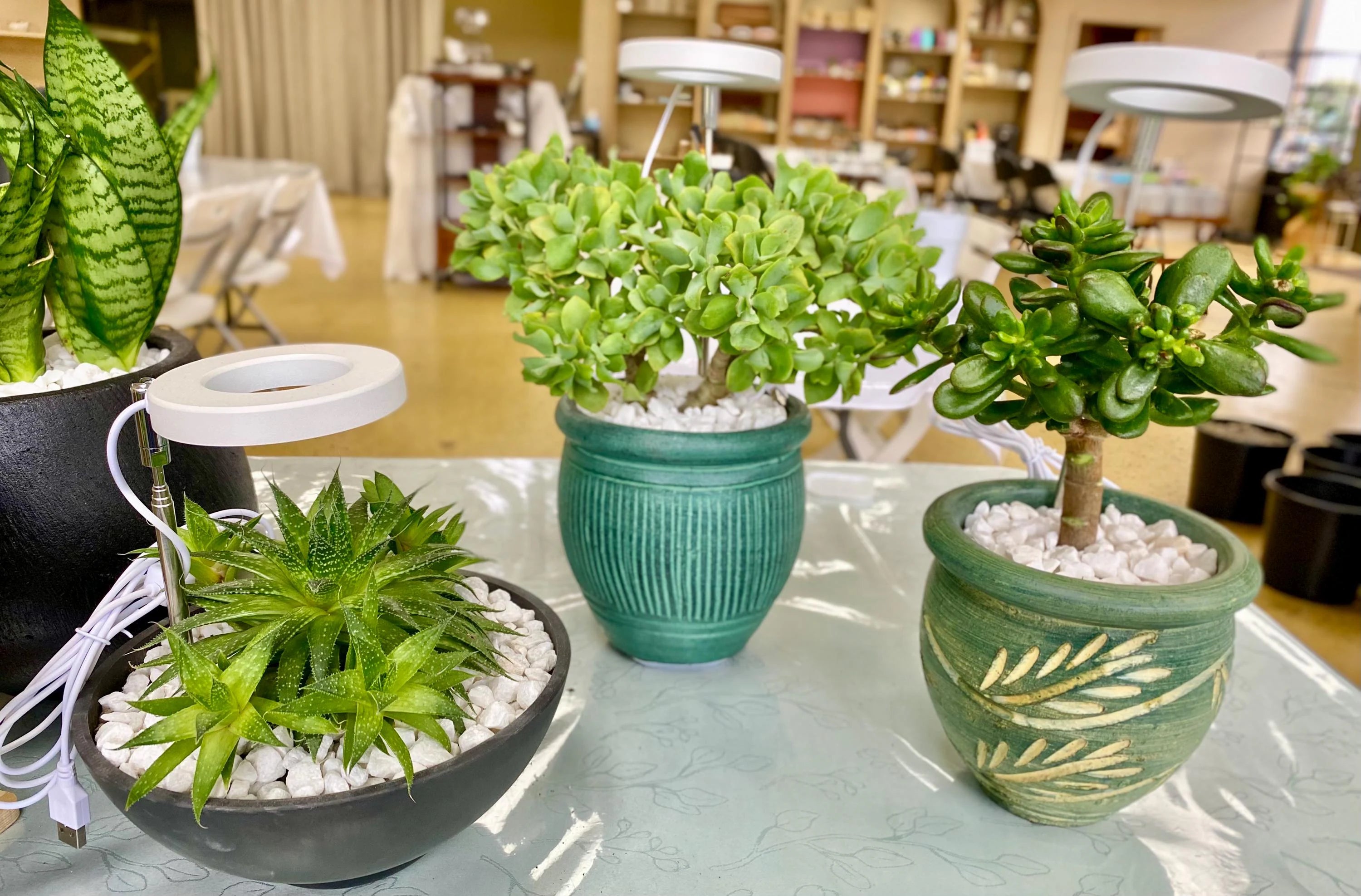 Potted succulents that look like trees with ring grow lights inserted in their pots